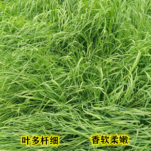 包邮晒干甘肃提摩西草兔子龙猫荷兰猪豚鼠天竺鼠牧草干草保护肠道