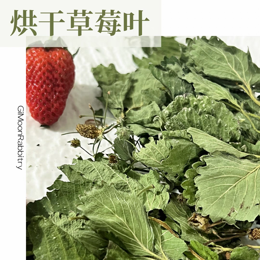 烘干草莓叶草莓秧兔子零食龙猫荷兰猪保健牧草解暑调理肠胃食用草