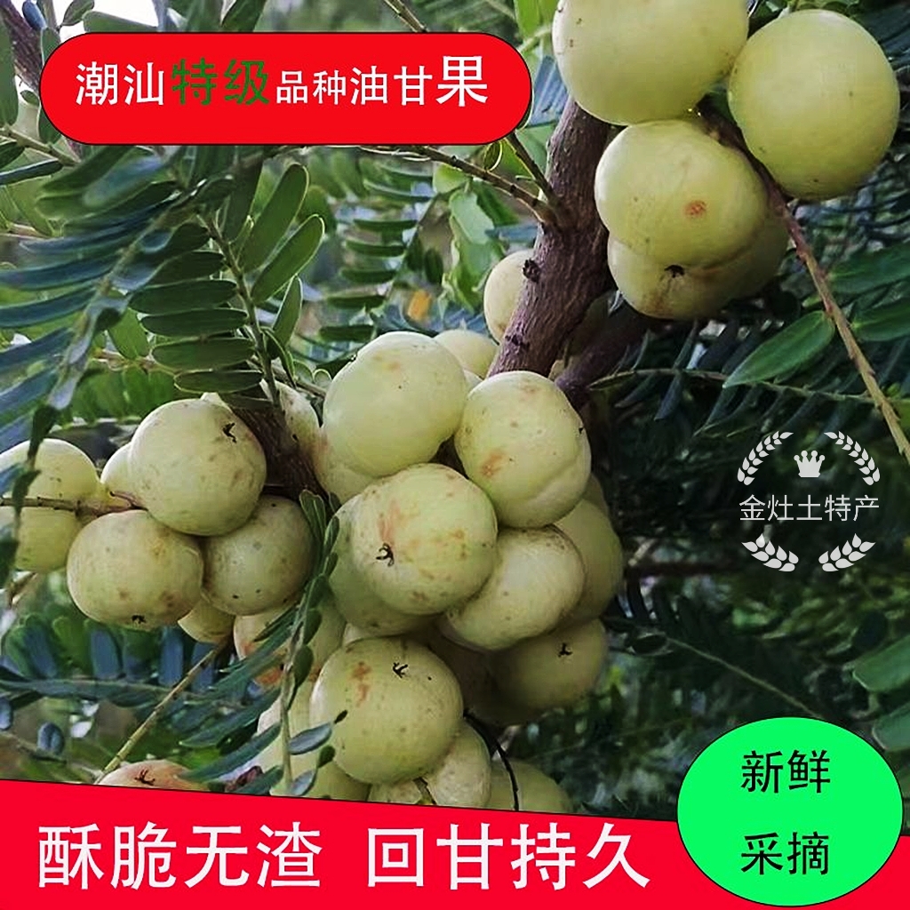 潮汕油柑油甘果新鲜柿饼甜油甘果甜种油甘余甘果孕妇水果丙甜500g