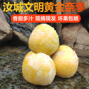 正宗湖南汝城文明黄金奈李子新鲜现摘孕妇水果脱骨脆甜非九峰山