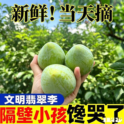 正宗汝城文明翡翠李九峰山绿宝石李子新鲜应季孕妇水果脆甜多汁