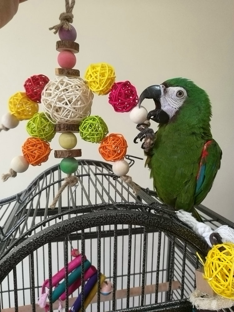 啃咬解闷鹉林外传益智鹦鹉玩具