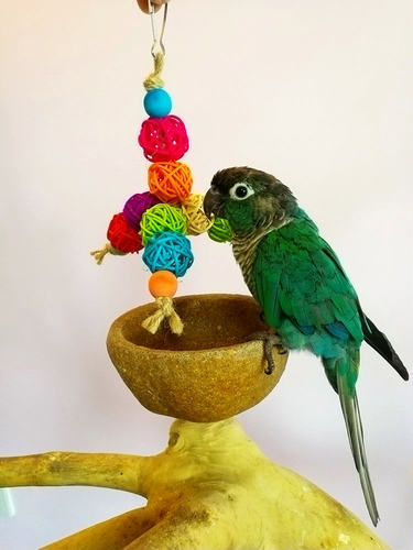 啃咬磨嘴鹉林外传益智鹦鹉玩具
