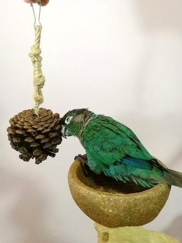 解闷啃咬磨嘴鹦鹉玩具鹉林外传