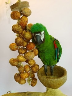 鹦鹉啃咬玩具磨嘴磨牙坚果野果啃咬大串宠物鸟用品玩具鹦鹉大果串