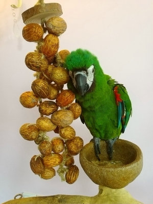 啃咬解闷鹉林外传益智鹦鹉玩具