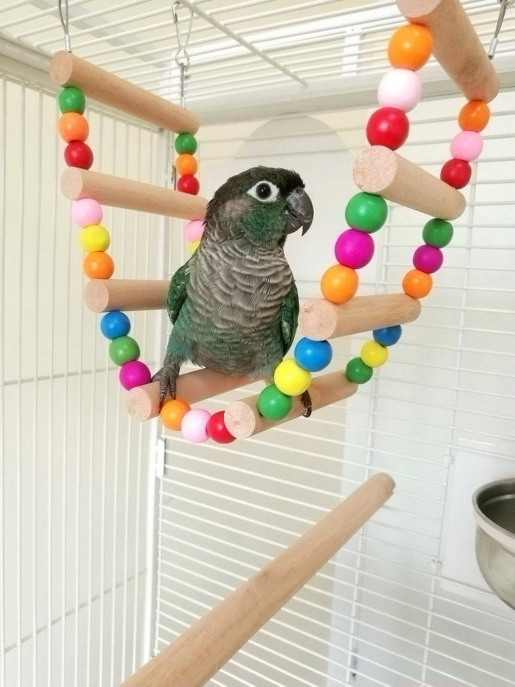 大中小型鹦鹉用品攀爬梯云梯秋千啃咬玩具鸟笼站架站杠宠物鸟用品,宠物/宠物食品及用品,鸟秋千,淘宝优惠券,粉丝福利购,淘宝优惠卷