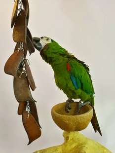 鹦鹉啃咬玩具豆荚串健康安全解闷磨牙训练宠物鸟磨嘴防咬毛用品