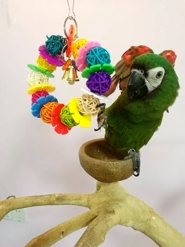 啃咬解闷鹉林外传益智鹦鹉玩具