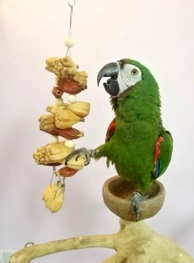 鹦鹉啃咬玩具菠萝果子咬串绿色安全玄凤牡丹金太磨嘴鸟笼用品用具