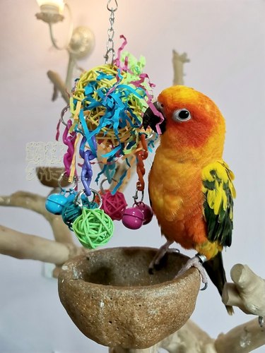 啃咬解闷鹉林外传益智鹦鹉玩具