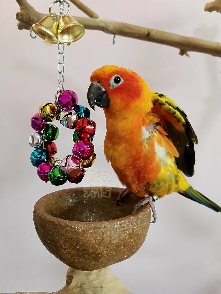 店主推荐鹦鹉啃咬玩具幻镜色圣诞花环铃铛玄凤牡丹虎皮鸟笼用品,宠物/宠物食品及用品,鸟玩具,淘宝优惠券,粉丝福利购,淘宝优惠卷