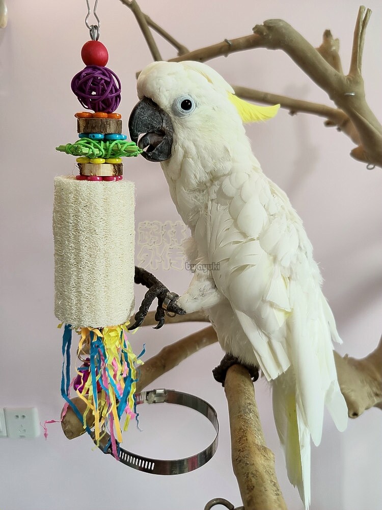 啃咬解闷鹉林外传益智鹦鹉玩具