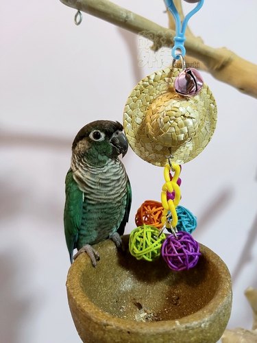 啃咬解闷鹉林外传益智鹦鹉玩具