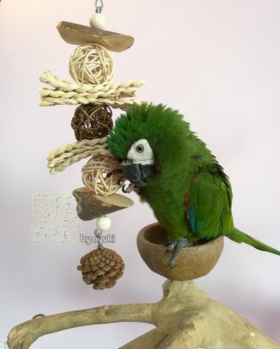 啃咬解闷鹉林外传益智鹦鹉玩具