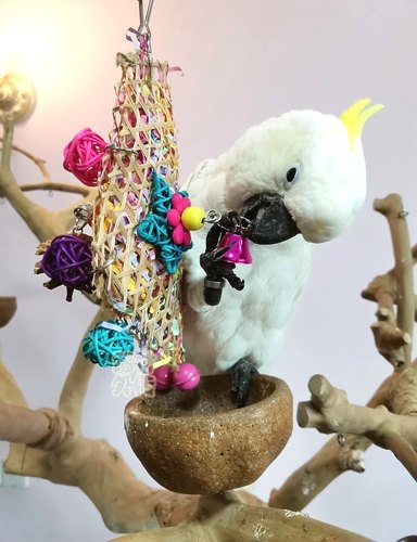 啃咬解闷鹉林外传益智鹦鹉玩具