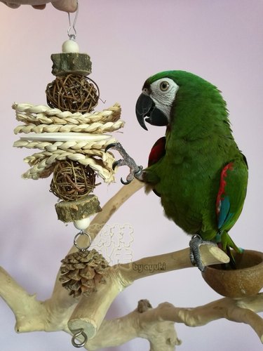 啃咬解闷鹉林外传益智鹦鹉玩具