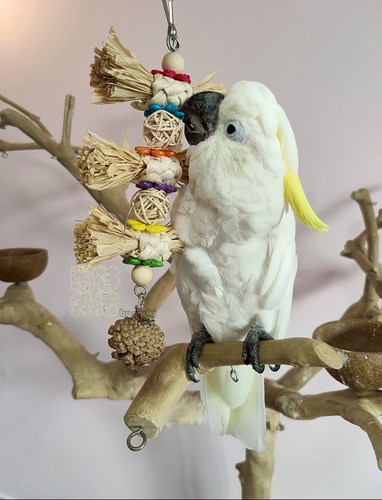 啃咬解闷鹉林外传益智鹦鹉玩具