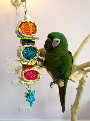 啃咬解闷鹉林外传益智鹦鹉玩具