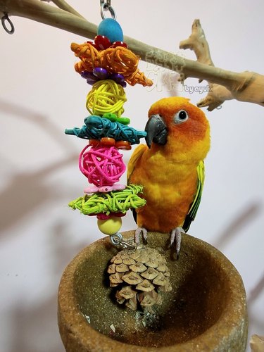 啃咬解闷鹉林外传益智鹦鹉玩具