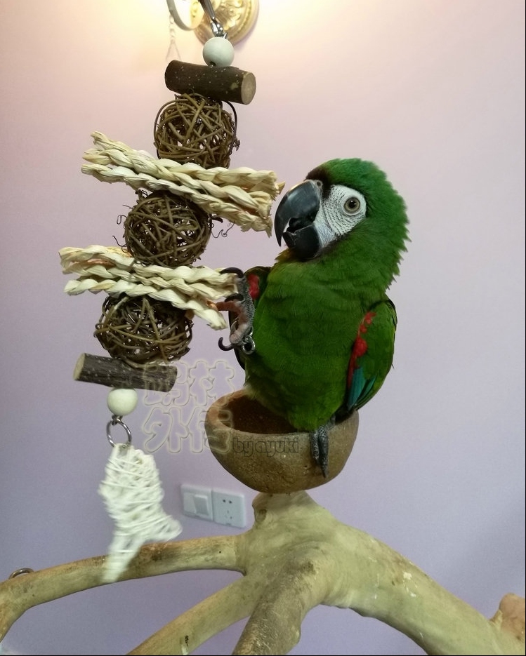 鹦鹉用品用具龙猫鹦鹉啃咬玩具苹果木藤球麻花串玄凤牡丹磨嘴推荐