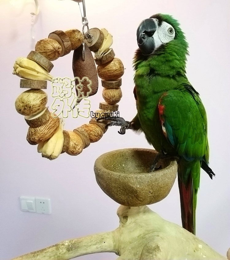 鹉林外传鹦鹉啃咬磨嘴玩具原木果串花环健康安全果子鹦鹉鸟用品,宠物/宠物食品及用品,鸟玩具,淘宝优惠券,粉丝福利购,淘宝优惠卷