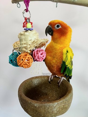 啃咬解闷鹉林外传益智鹦鹉玩具