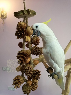 大中小型鹦鹉啃咬玩具花椒木缤纷松果玄凤牡丹宠物鸟用品鸟笼挂饰