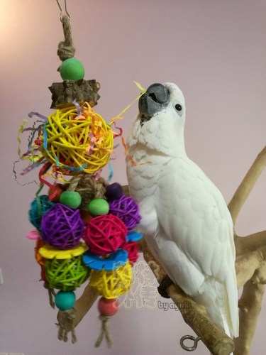 啃咬解闷鹉林外传益智鹦鹉玩具