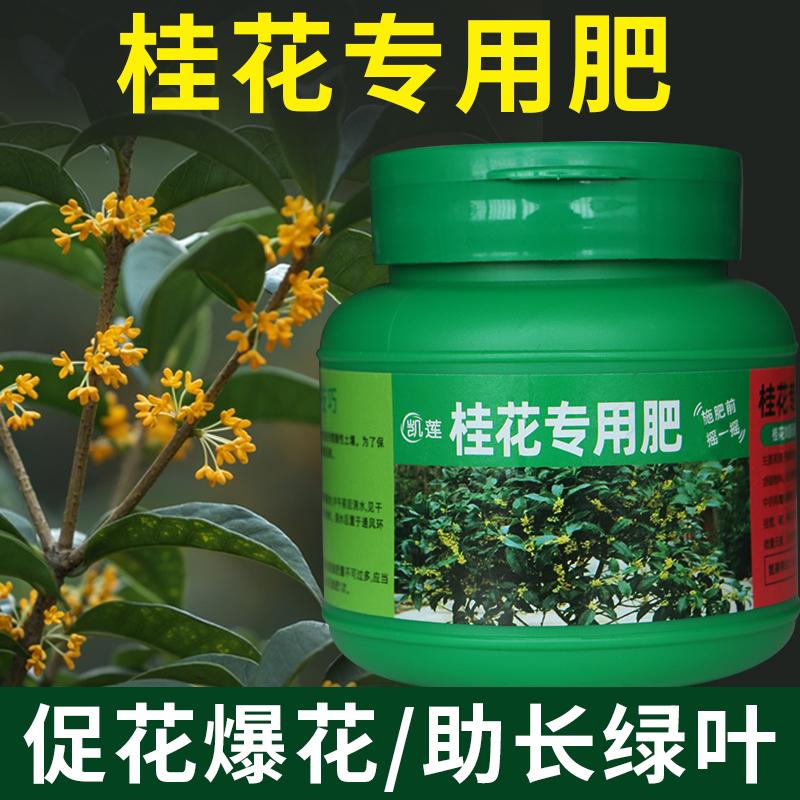 家用盆栽桂花肥料促开花