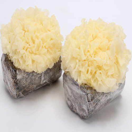 鲜银耳古田雪耳糯耳农家自产现摘现发2朵带菌棒和6朵不带菌棒包邮