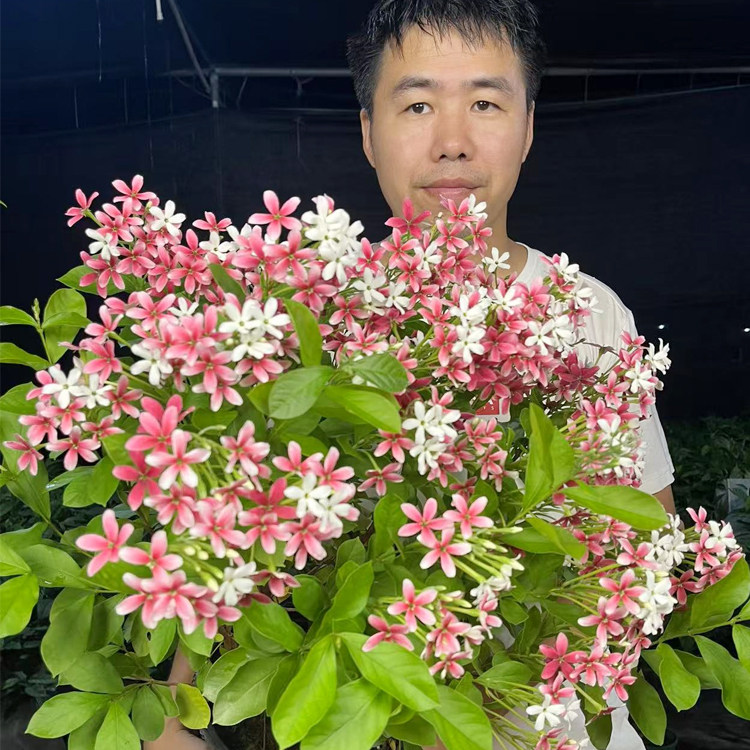 直立使君子耐高温 浓香花卉盆栽水君子四季植物庭院阳台花园开花
