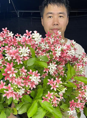 直立使君子耐高温 浓香花卉盆栽水君子四季植物庭院阳台花园开花