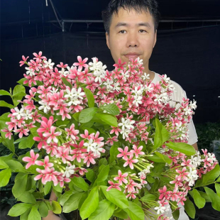 直立使君子耐高温 浓香花卉盆栽水君子四季植物庭院阳台花园开花