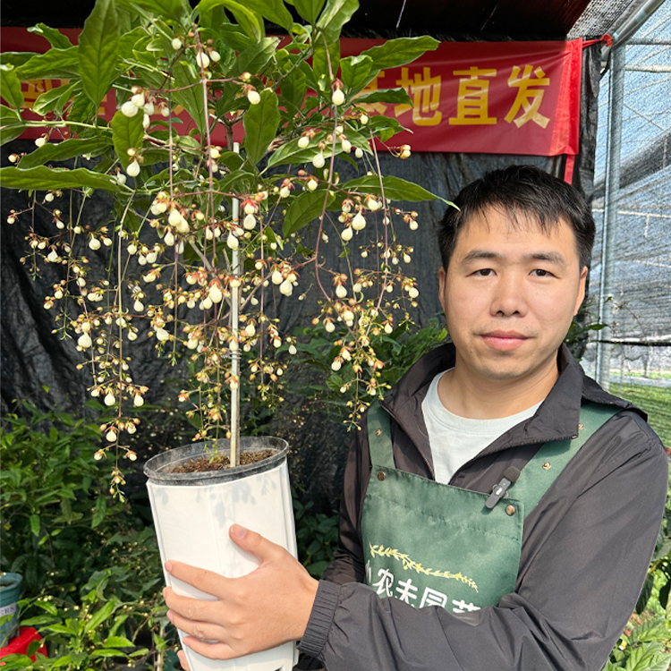 棒棒糖 泰国垂丝茉莉 室内观花植物 仙气飘飘网红绿植