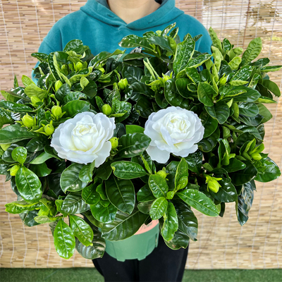 大叶牡丹栀子花 丛林款室内外盆栽绿植花开四季浓香型花卉