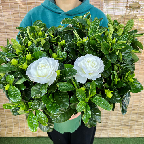 大叶牡丹栀子花 丛林款室内外盆栽绿植花开四季浓香型花卉