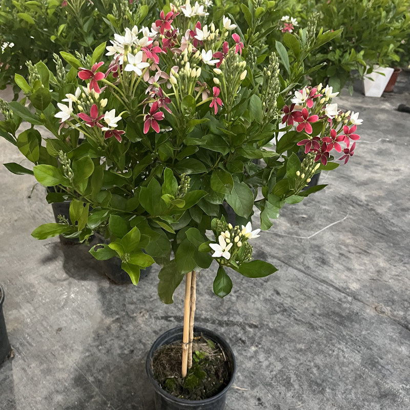 使君子耐高温 浓香花卉盆栽水君子四季植物庭院阳台花园开花