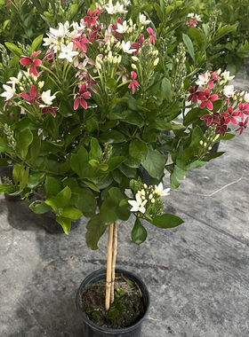使君子耐高温 浓香花卉盆栽水君子四季植物庭院阳台花园开花