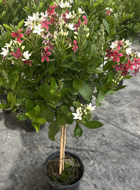 使君子耐高温 浓香花卉盆栽水君子四季植物庭院阳台花园开花