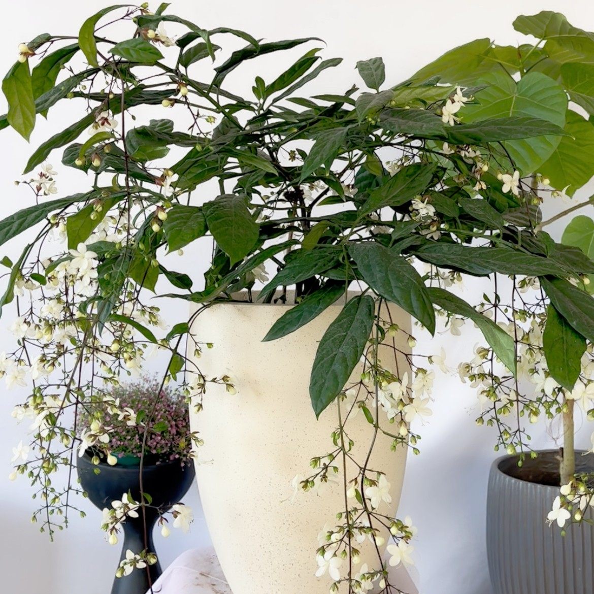 泰国垂丝茉莉仙气十足网红绿植开花植物室内多年生木本花卉