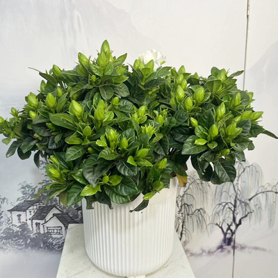 小叶栀子花丛生栀子花浓香型