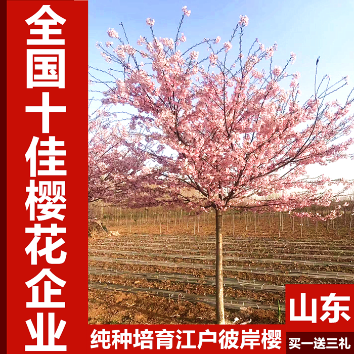 【泰山樱道馆】正宗江户彼岸樱 江户彼岸樱花小苗 樱花园稀有品种