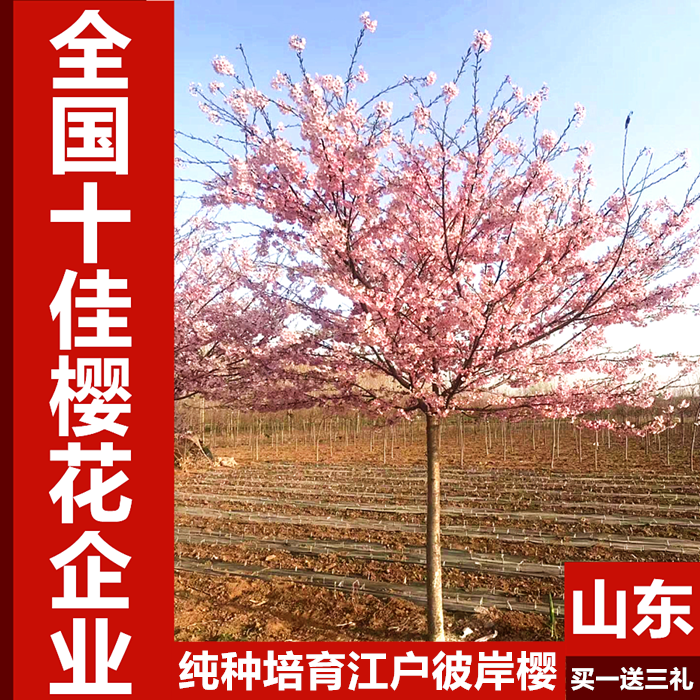 【泰山樱花馆】正宗江户彼岸樱小苗樱花稀有品种早樱盆栽庭院别墅