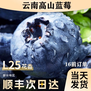 蓝梅鲜果现摘L25花香高山孕妇整箱云南蓝莓 唯蒂蓝莓新鲜水果当季
