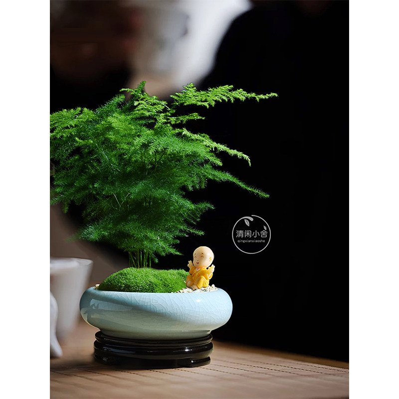 文竹小盆栽四季常青好养绿植办公室植物创意礼物花卉室内耐阴盆景
