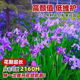 水生鸢尾花苗蓝蝴蝶庭院耐阴耐寒植物室外小区公园路边绿化花草苗