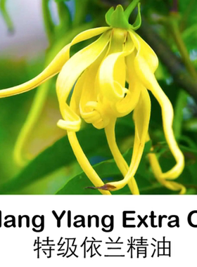 特级依兰单方精油10ml舒缓按摩