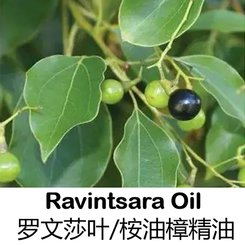 马达加斯加桉油樟罗文莎叶单方精油10ml增强抵抗免疫抗病犊香薰
