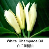 芳香居白玉兰花单方精油原料10ML按摩香薰消咳化痰杀菌天然植物